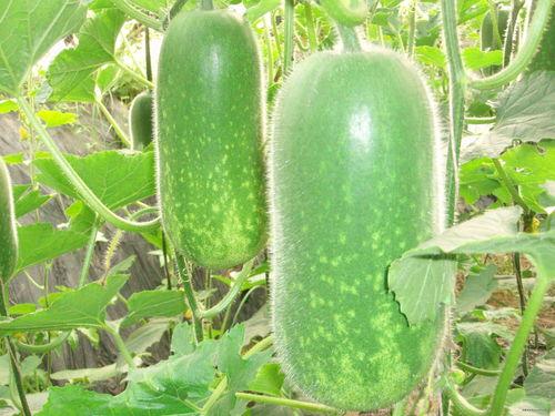 吃半个石头瓜视频,半颗石头瓜引发的味蕾探险