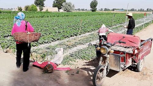 中国农民吃瓜视频,欢乐生活瞬间捕捉