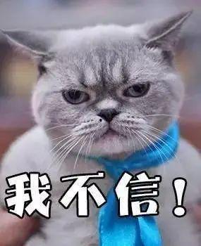 带你吃瓜搞笑猫咪视频,萌态百出笑翻网友