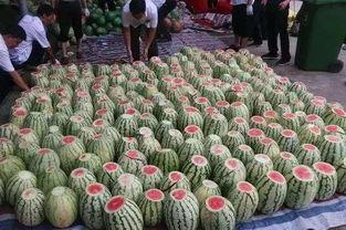 景区耍水吃瓜视频,耍水吃瓜，欢乐无限