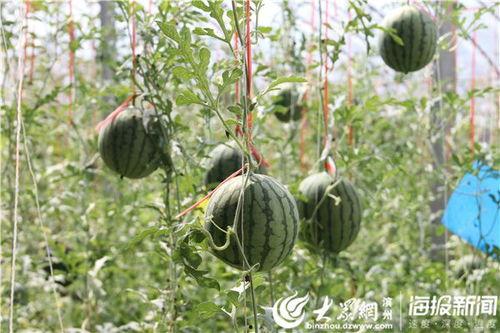 山东微山县吃瓜事件视频,一场视频引发的争议与反思