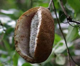 八月瓜什么时候才吃呢视频,揭秘最佳食用时间