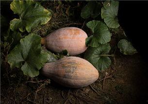 吃瓜放屁视频,网络热梗背后的趣味与思考