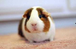 女孩扮豚鼠吃瓜视频播放,女孩化身豚鼠，吃瓜视频引网友热议