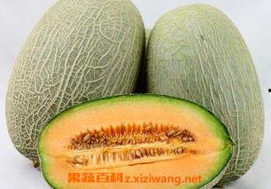 哈密瓜小瓜皮可以吃吗视频