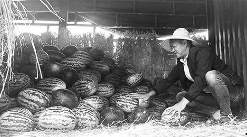 南召吃瓜群众事件视频,一场网络舆论的风暴与反思