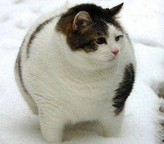 泰国肥猫吃瓜视频大全集