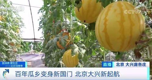 临沂吃瓜现场完整视频,全民围观的热闹一幕