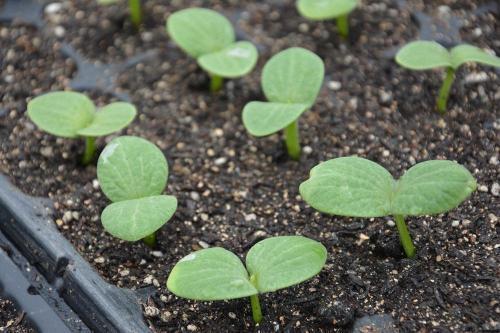 瓜发芽了可以吃吗视频