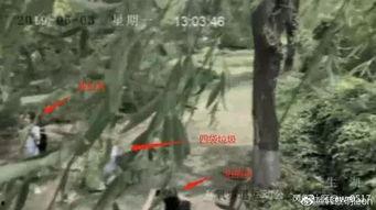 摆拍吃瓜视频大全集,笑料百出大盘点