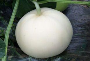 吃梨瓜的小妙招视频大全,视频大全揭秘美味小妙招