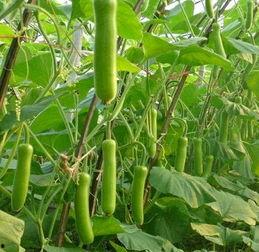 父亲吃瓠瓜中毒视频