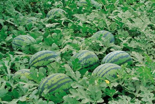 乡下舞台吃瓜视频大全,揭秘乡下舞台吃瓜视频大全