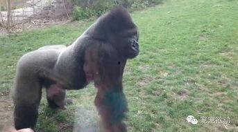 女生带货吃瓜变猩猩视频,揭秘女生带货背后的神奇魔力