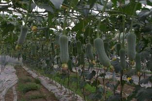 吃六月瓜视频大全在线观看,六月瓜视频大全在线观看攻略