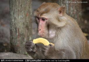 吃蜜瓜的猴子视频下载,吃瓜视频走红网络