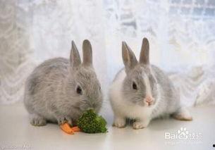 小兔会吃洋瓜吗图片视频,一场味蕾的冒险之旅