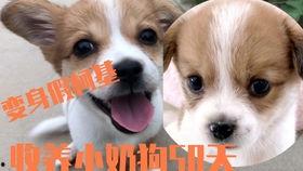 小柯基吃梨瓜好吗视频,萌态可掬的美食体验