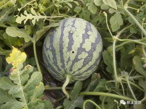 在西瓜节吃瓜视频,吃瓜视频里的欢乐时光