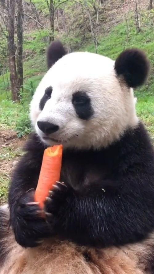 吃瓜熊猫搞笑视频下载免费,免费下载欢乐无限