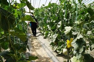 真神奇的吃瓜视频,一场视觉与味蕾的双重盛宴