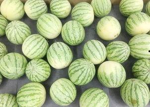 吃瓜是真的吗视频,视频背后的真相与争议