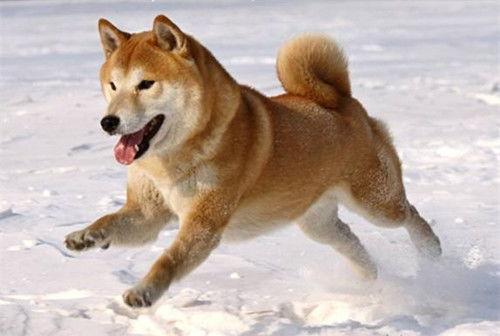 柴犬可以吃贝贝瓜吗视频,揭秘贝贝瓜的适口性