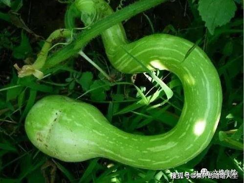 泰国吃蛇瓜视频,网友直呼“胆大心细”