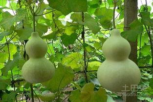 吃葫芦瓜做法视频大全集,视频大全集精华解析