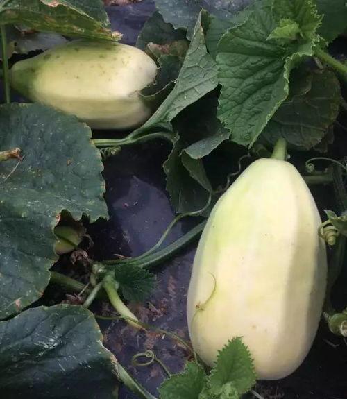 吃银蒂蜜瓜的视频大全图片,视频大全图片回顾