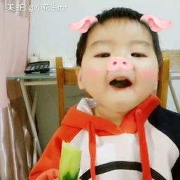 大型小猪吃瓜视频,萌态可掬，瓜果飘香