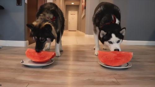 两只狗吃瓜比赛视频