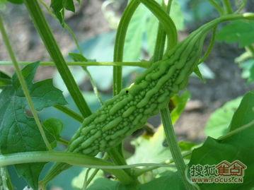 田瓜园吃瓜视频,一场夏日田园的欢乐盛宴