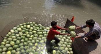 迪拜人吃瓜视频,瓜果飘香，尽享异国风味