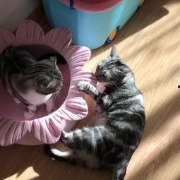 吃瓜的猫视频在线观看全集