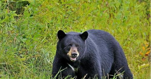 吃瓜黑熊本尊视频下载安装